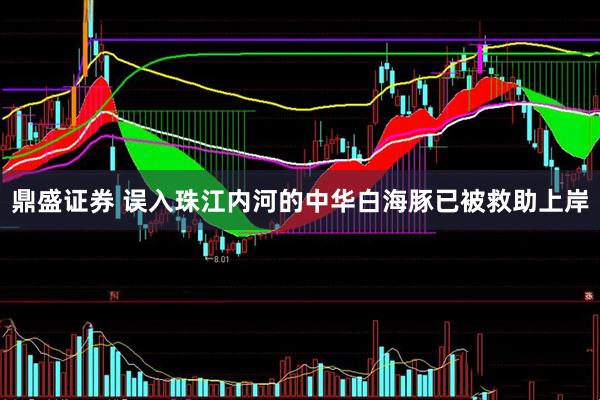 鼎盛证券 误入珠江内河的中华白海豚已被救助上岸